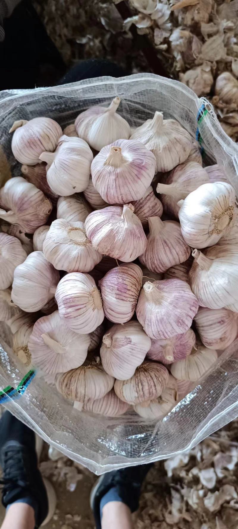 大蒜批发